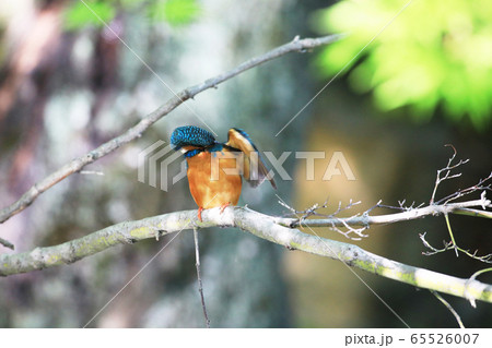 カワセミ1744 65526007