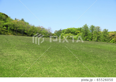 新緑の芝生広場　芝生広場　新緑　芝生　新緑の森林公園 65526050