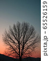 冬 木 自然 65526159