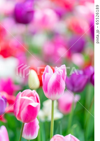 春の光を透過し透き通った鮮やかなチューリップ 春の光を透過し透き通った鮮やかなチューリップ 65526189