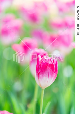 春の光を透過し透き通った鮮やかなチューリップ 65526191