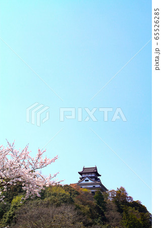 春の犬山市 犬山城と桜 春の犬山市 犬山城と桜 65526285