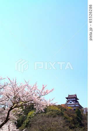 春の犬山市 犬山城と桜 春の犬山市 犬山城と桜 65526286