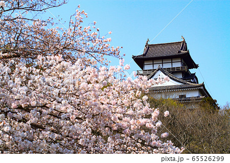 春の犬山市　犬山城と桜 65526299