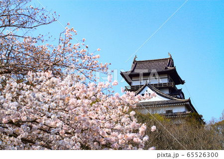 春の犬山市　犬山城と桜 65526300