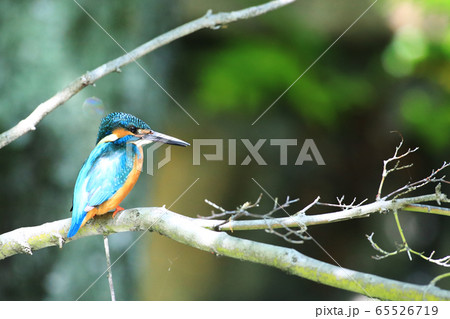 カワセミ1586- カワセミ1586- 65526719