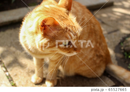野良猫 65527665