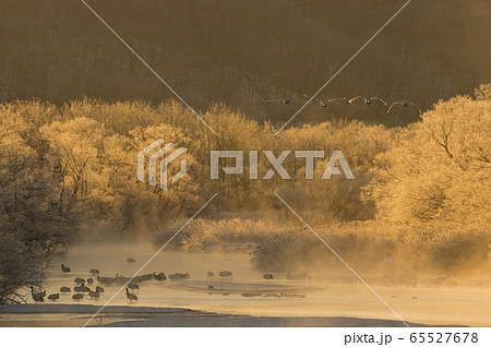 朝の輝き、タンチョウが飛び立つ 65527678