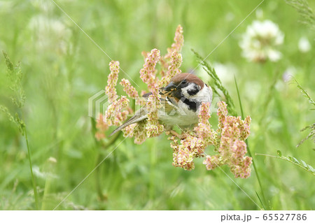 スズメ スズメ 65527786