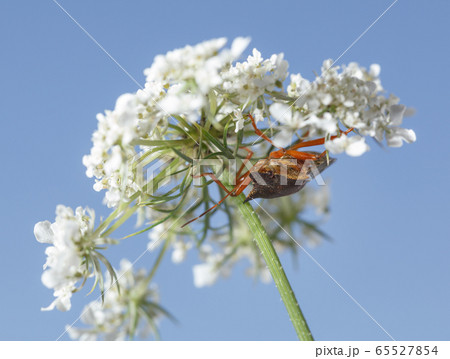 Shieldbug on queen anne's lace flower 65527854