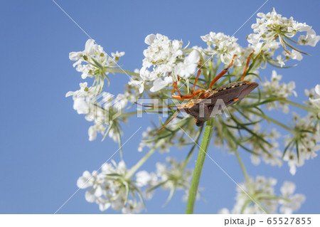 Hidden shield bug 65527855