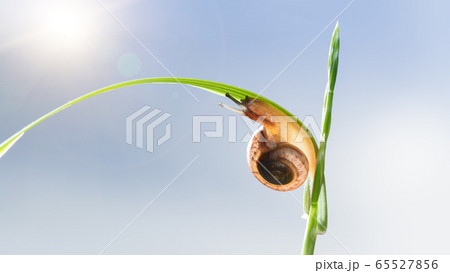 Snail at sunny day 65527856