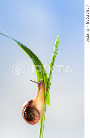 Snail under grass blade 65527857