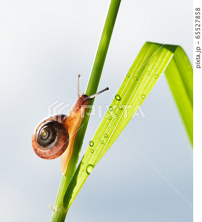 Snail on grass after rain 65527858