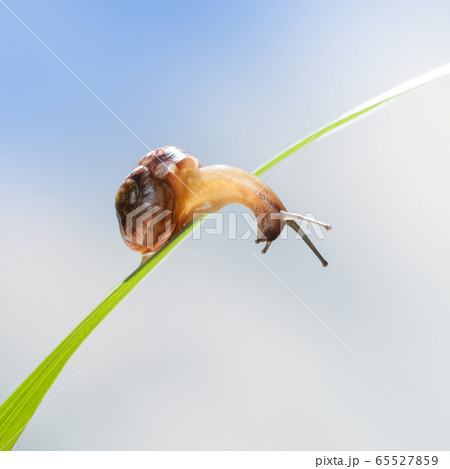 Snail looks down from blade 65527859