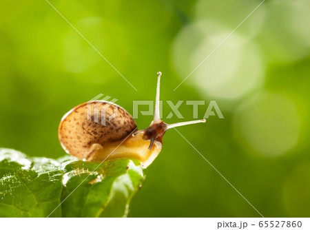 Snail portrait 65527860