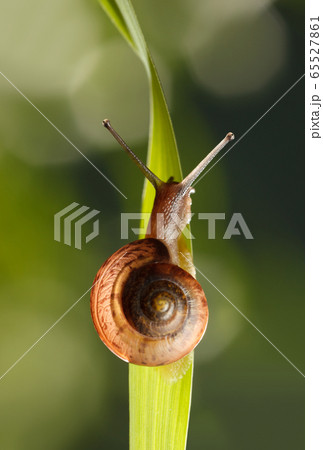 Snail climbing up on grass leaf 65527861