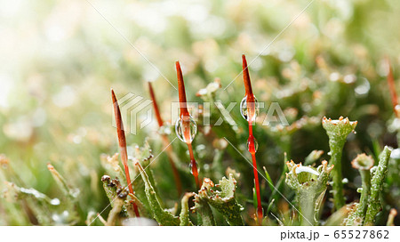 Red and green colors of forest floor 65527862