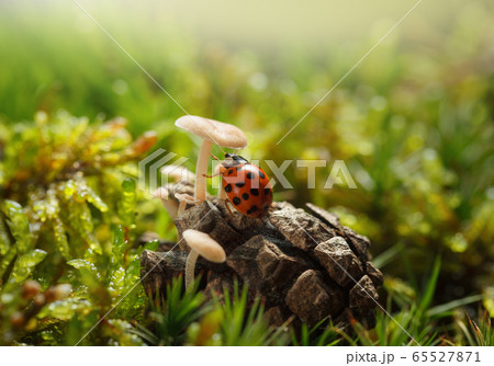Ladybird under mushroom cap Ladybird under mushroom cap 65527871