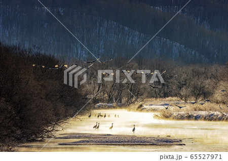 タンチョウに朝が来た　音羽橋 65527971