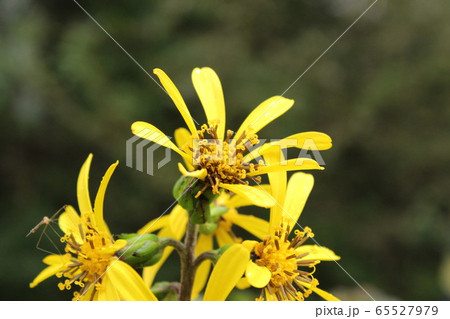 オタカラコウ 65527979