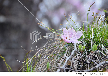 アカヤシオの花びら（篭山･鳥居峠／群馬県前橋市） 65528143