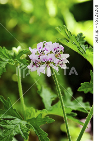 蚊連草 蚊連草 65528268