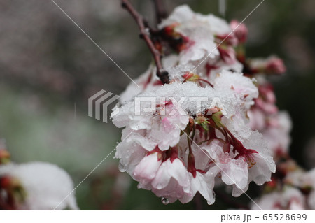 市川 真間川の雪見桜の写真素材