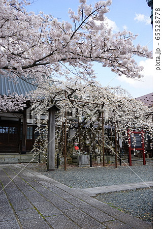 龍谷寺のモリオカシダレ 龍谷寺のモリオカシダレ 65528778