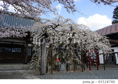 龍谷寺のモリオカシダレ 龍谷寺のモリオカシダレ 65528780