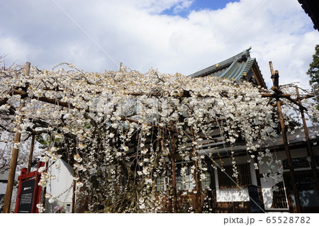 龍谷寺のモリオカシダレ 龍谷寺のモリオカシダレ 65528782