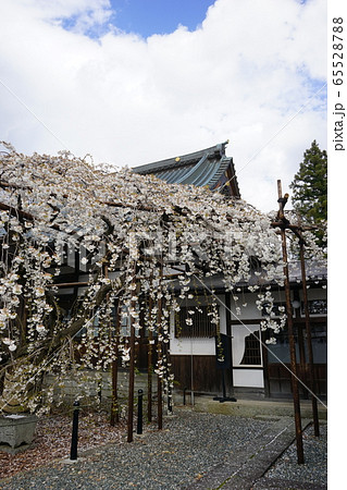 龍谷寺のモリオカシダレ 龍谷寺のモリオカシダレ 65528788