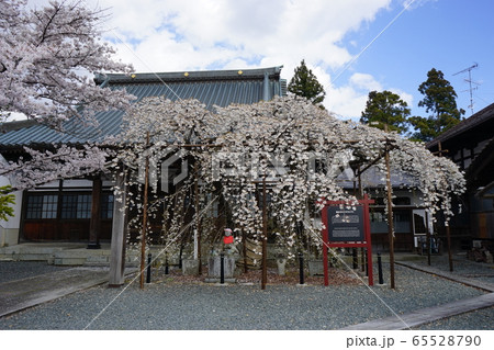 龍谷寺のモリオカシダレ 65528790
