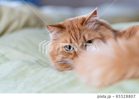 カワイイ猫 茶トラ猫 カワイイ猫 茶トラ猫 65528807