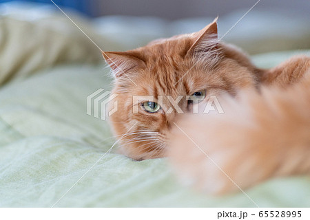 カワイイ猫　茶トラ猫 65528995