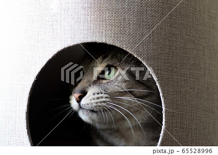 キャットタワーの中の猫　サバトラ猫 65528996