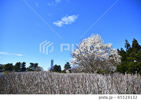 天王グリーンランド 天王グリーンランド 65529132