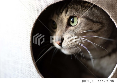 キャットタワーの中の猫 サバトラ猫 キャットタワーの中の猫 サバトラ猫 65529196