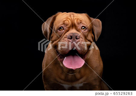 French Mastiff Dogue de Bordeaux Studio Shot French Mastiff Dogue de Bordeaux Studio Shot 65529263