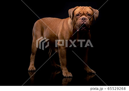 French Mastiff Dogue de Bordeaux Studio Shot 65529268