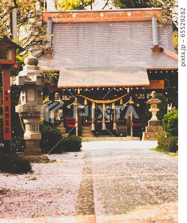 桜舞う頃に 65529282