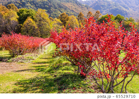 長野県 ブルーベリーの紅葉が美しい 開田高原 木曽馬の里の写真素材