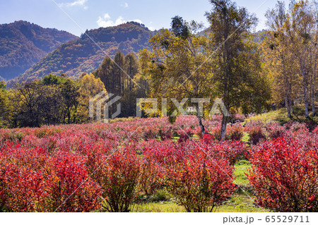 長野県 ブルーベリーの紅葉が美しい 開田高原 木曽馬の里の写真素材