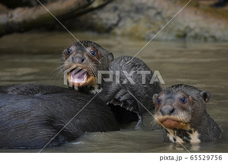 オオカワウソの家族の写真素材