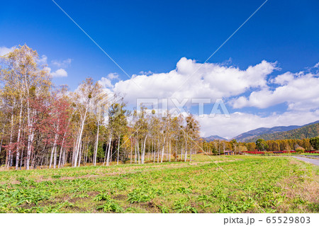 (長野県)秋の開田高原・木曽馬の里 シラカバ (長野県)秋の開田高原・木曽馬の里 シラカバ 65529803