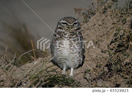 アナホリフクロウ アナホリフクロウ 65529825