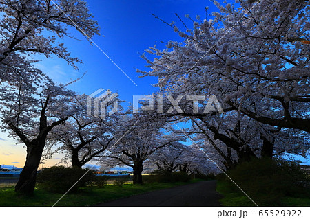 夕焼けの桜並木 65529922