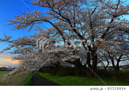 夕焼けの桜並木 65529934