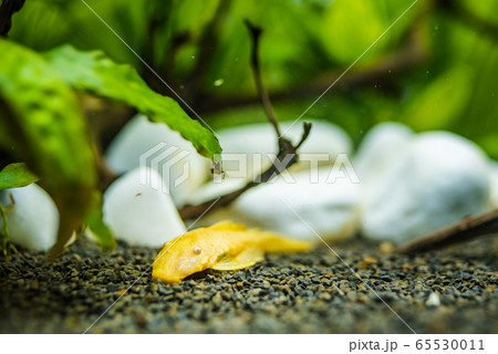 Golden Ancistrus pleco catfish Male albino Golden Ancistrus pleco catfish Male albino 65530011