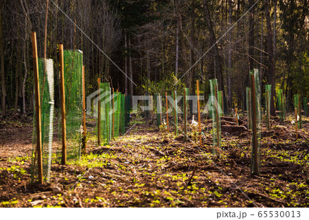 Newly planted trees in a row in forest 65530013
